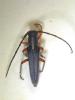 Phytoecia icterica